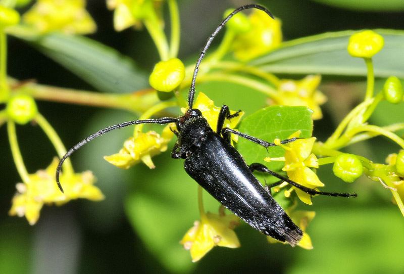 Cerambycidae dalla Grecia 10 - Pedostrangalia verticalis